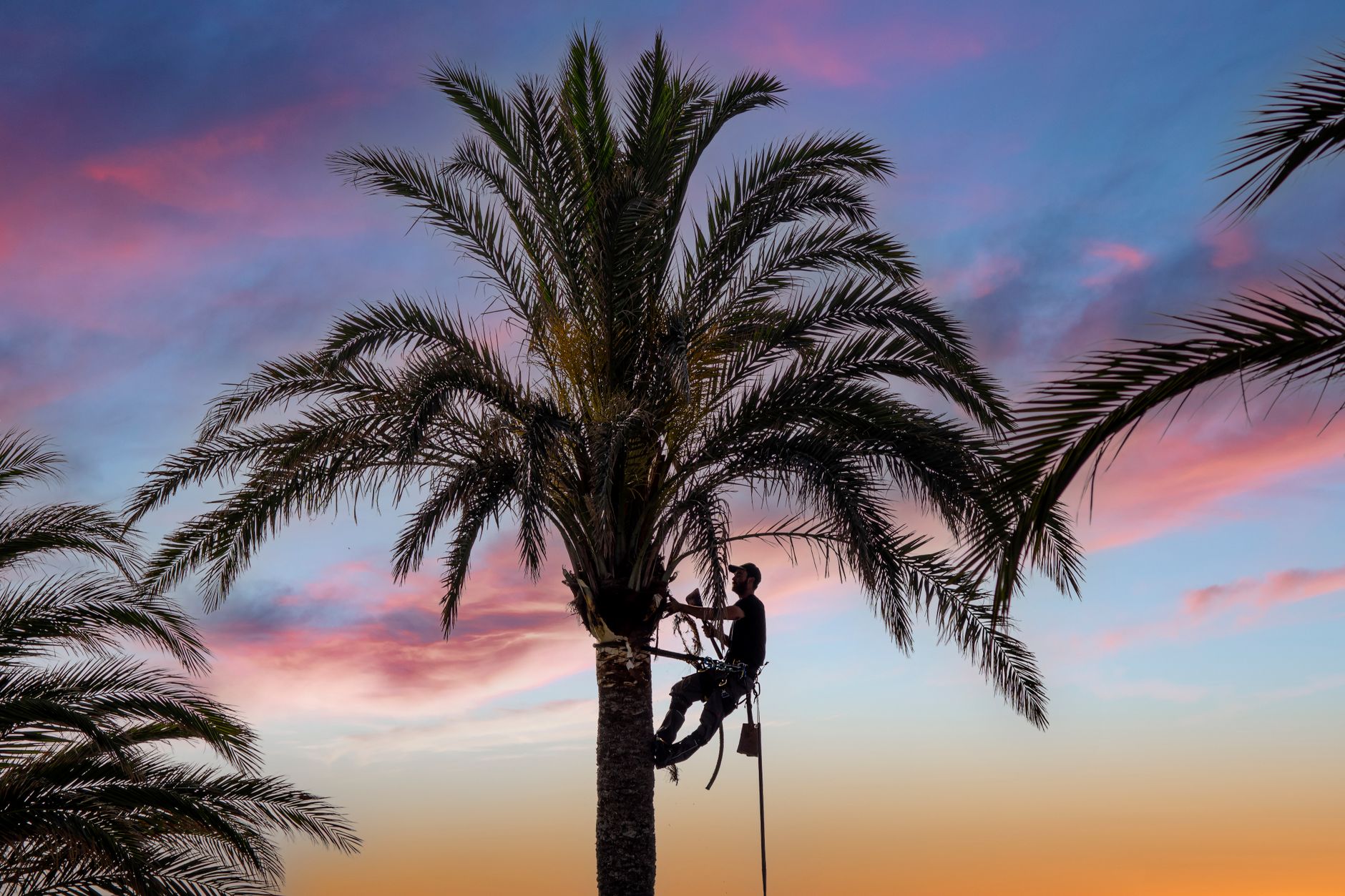 Elannan Tree trimming a tree